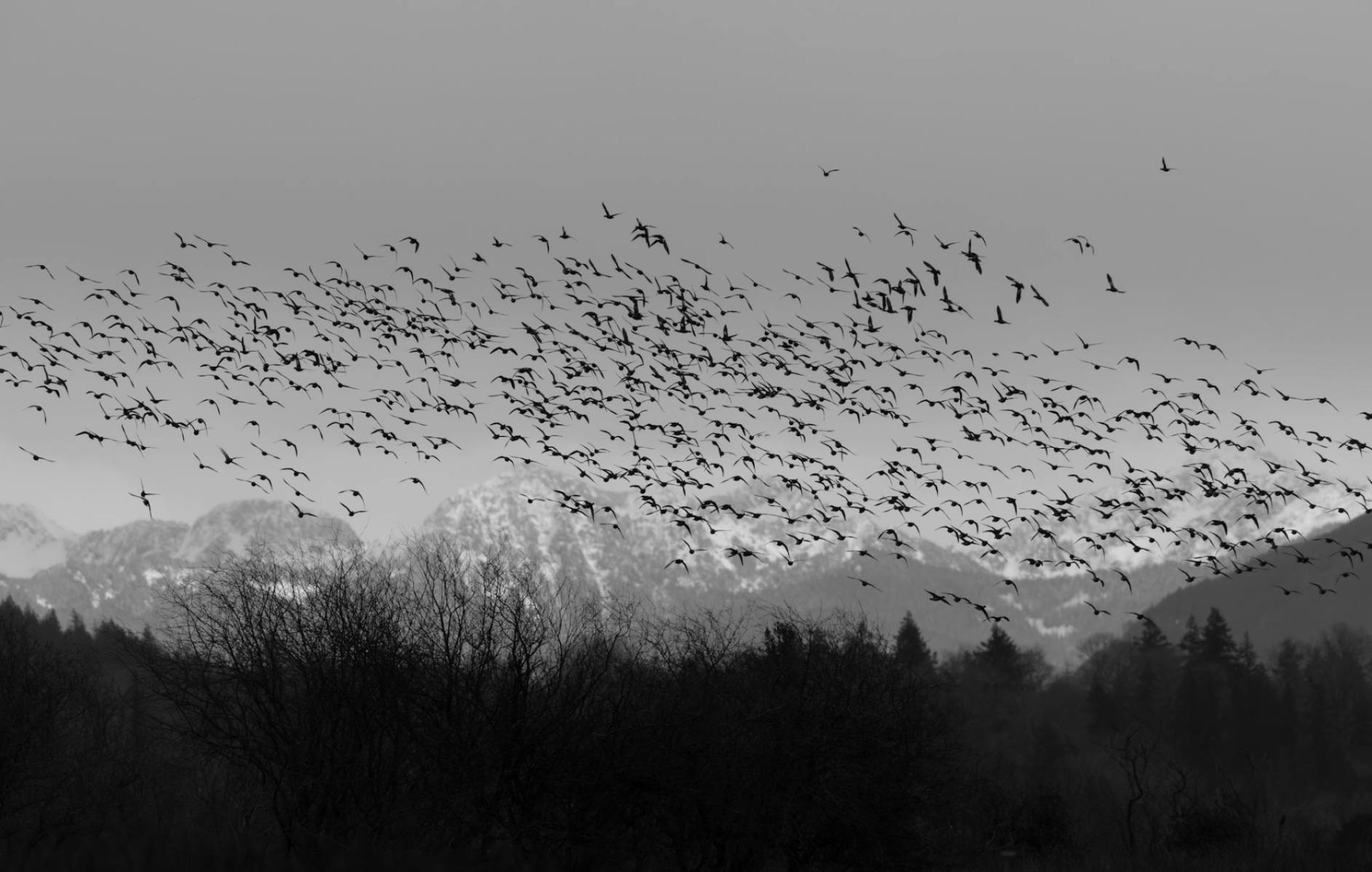 Black grouse, boreal owl and their neighbours: an ethical guide to the wildlife of the Izera and Karkonosze Mountains