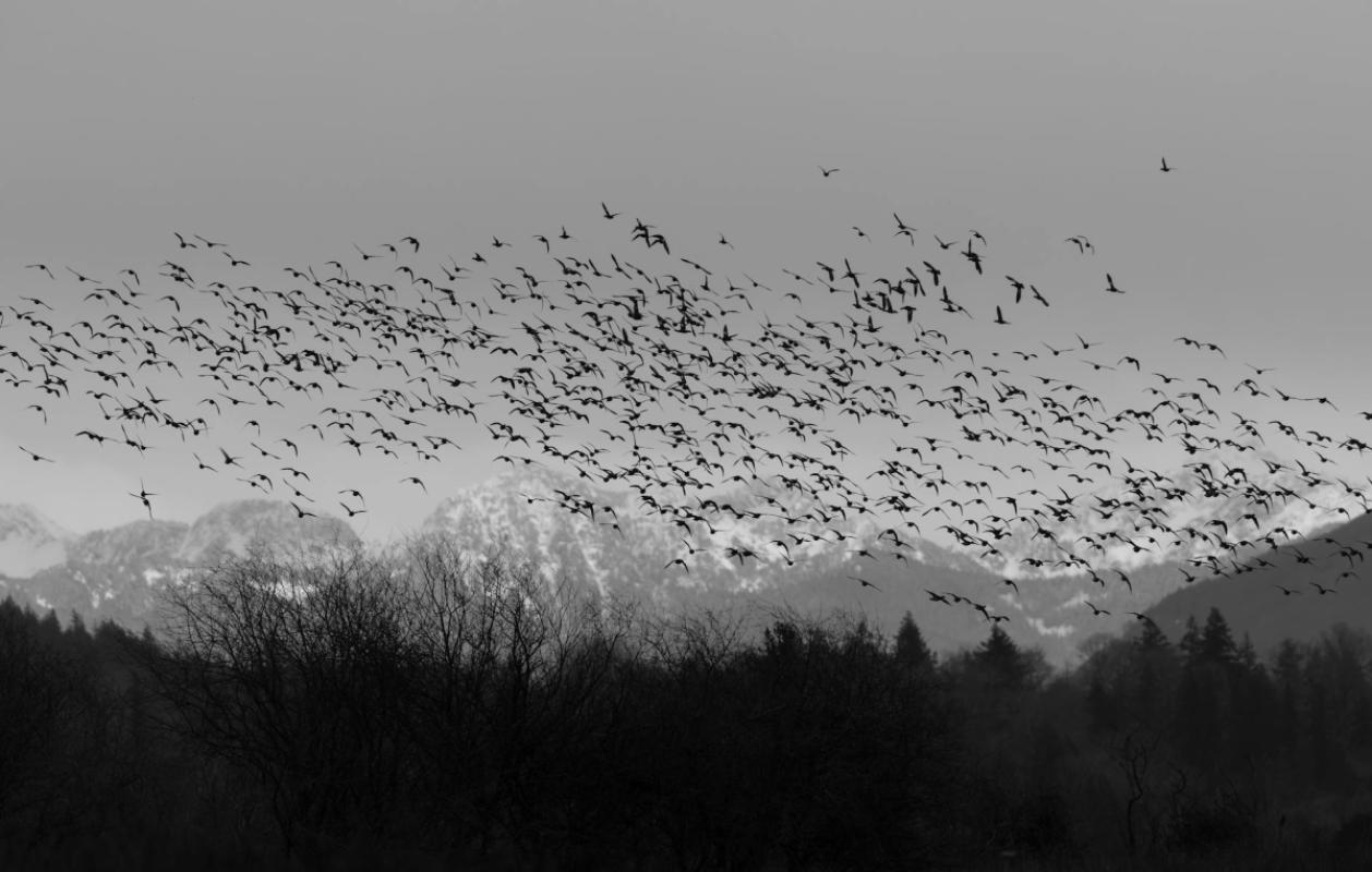 Black grouse, boreal owl and their neighbours: an ethical guide to the wildlife of the Izera and Karkonosze Mountains