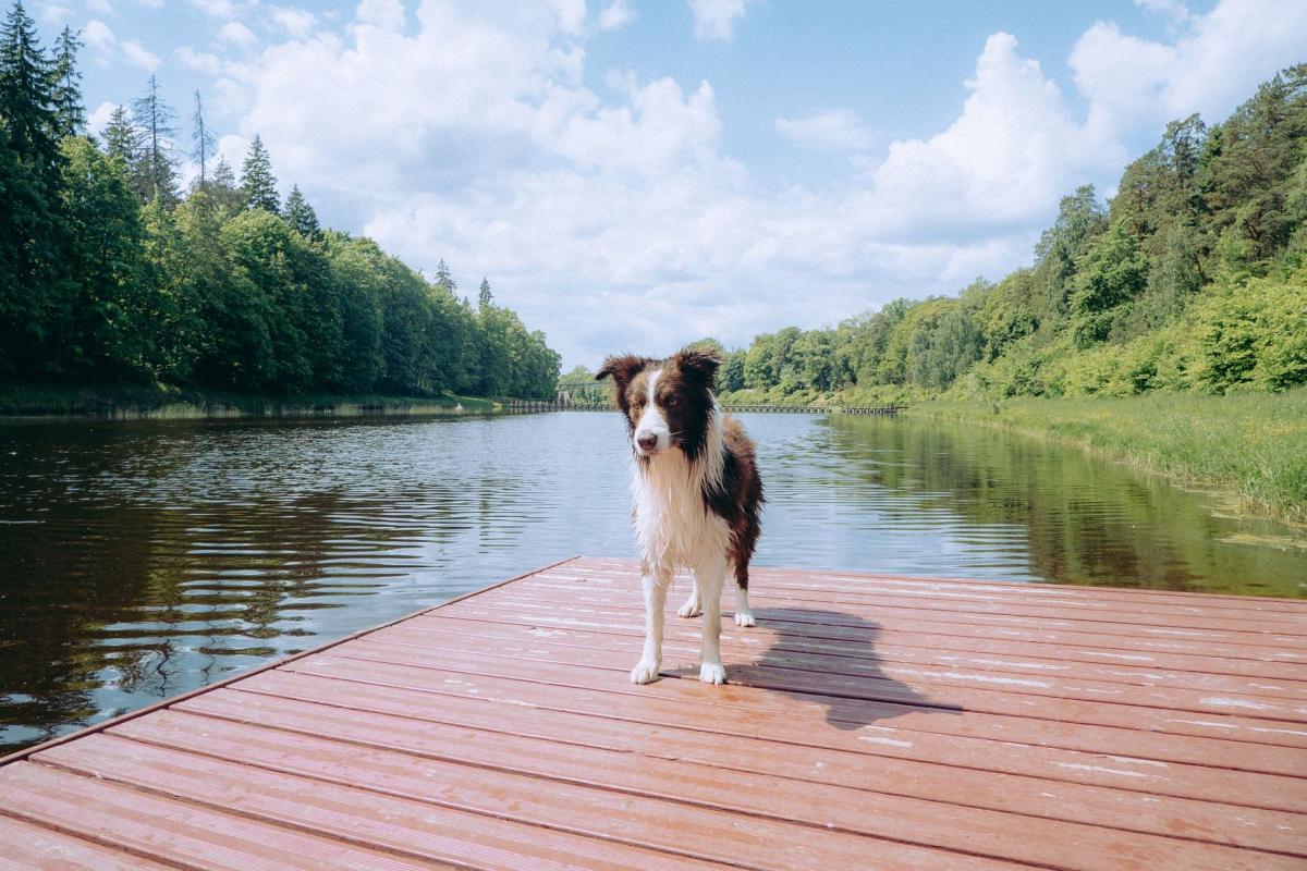 Świeradów‑Zdrój mit Hund: Grenzgang-Guide – Wege, Anreise, Etikette