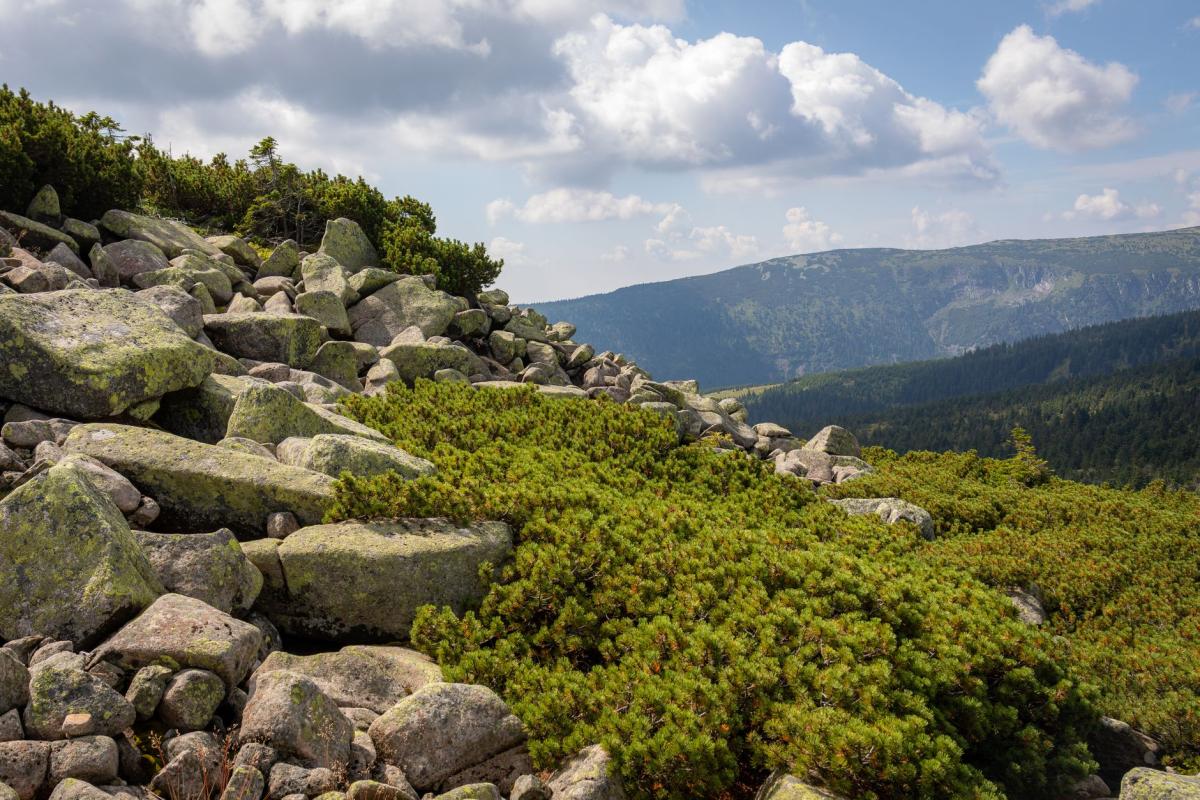 PL–CZ–DE Tripoint