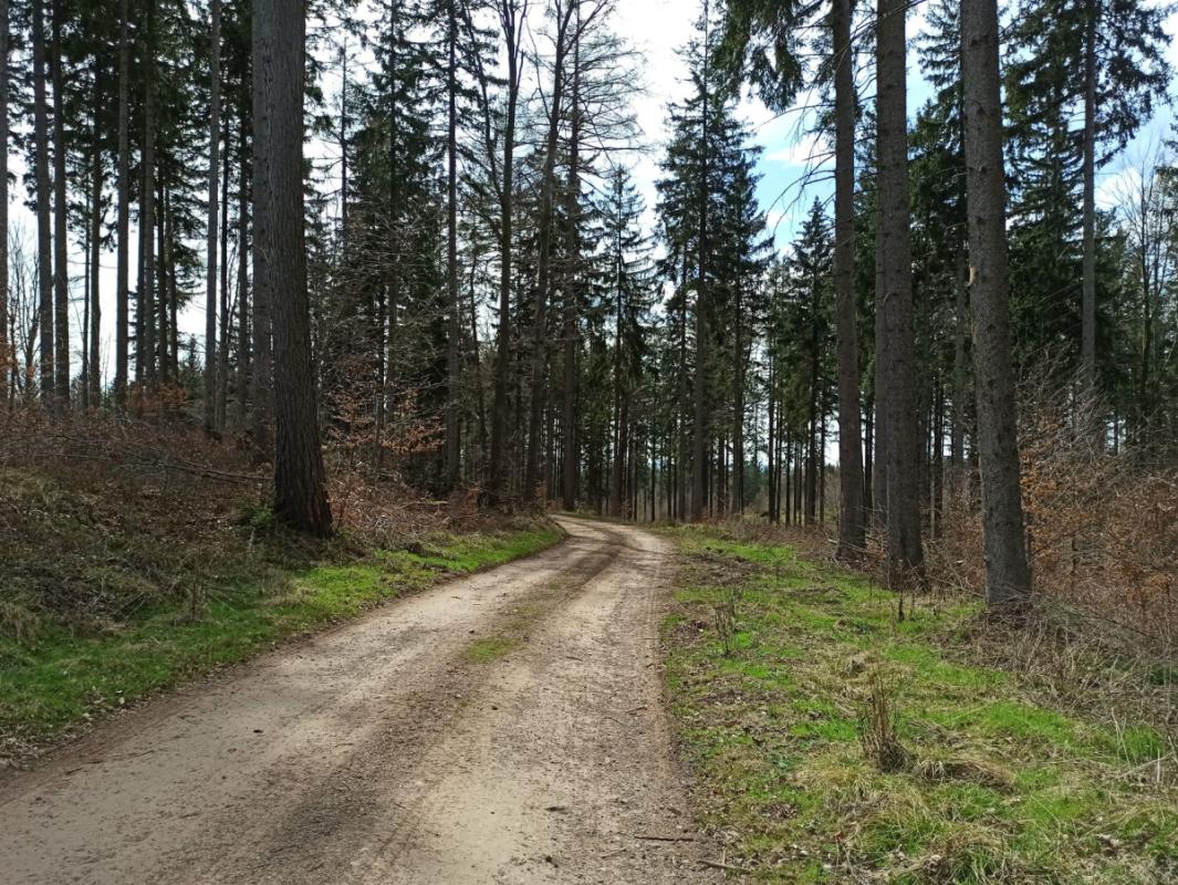 Przyroda pod kołami: odpowiedzialna jazda po izerskich singletrackach od Świeradowa po Smrk