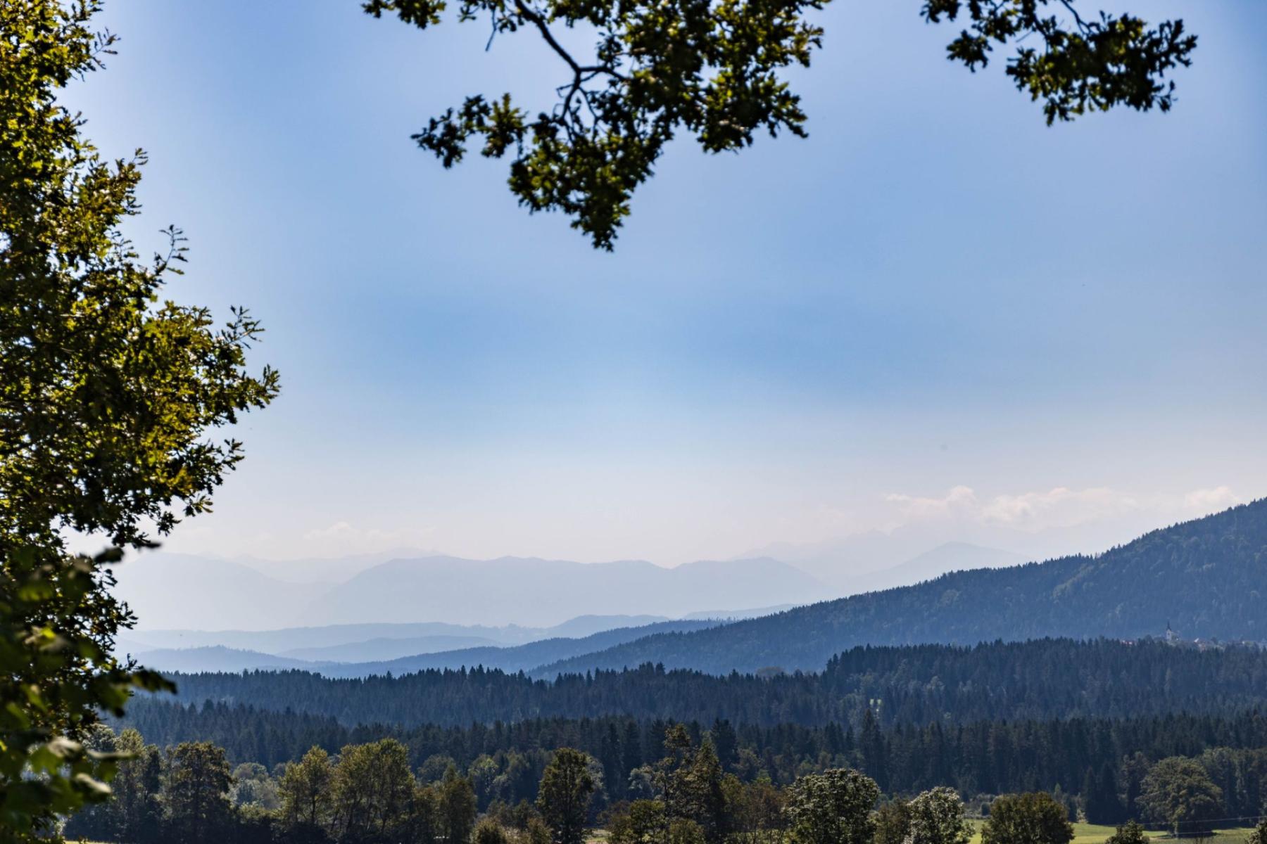 Trees at the Edge of Their Limits: How Wind, Frost and Wet Soils Shape the Forests of the Izera and Giant Mountains
