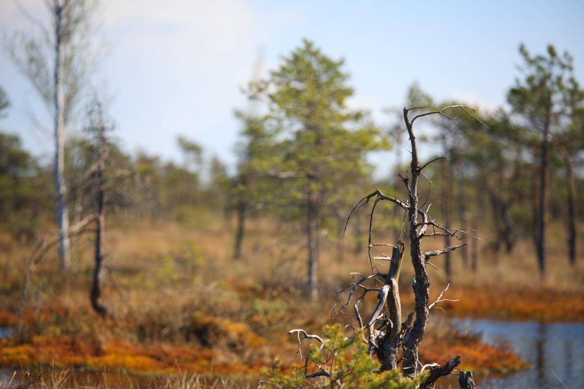 Izerskie peat bogs and mountain meadows: the most beautiful nature trails from Świeradów‑Zdrój
