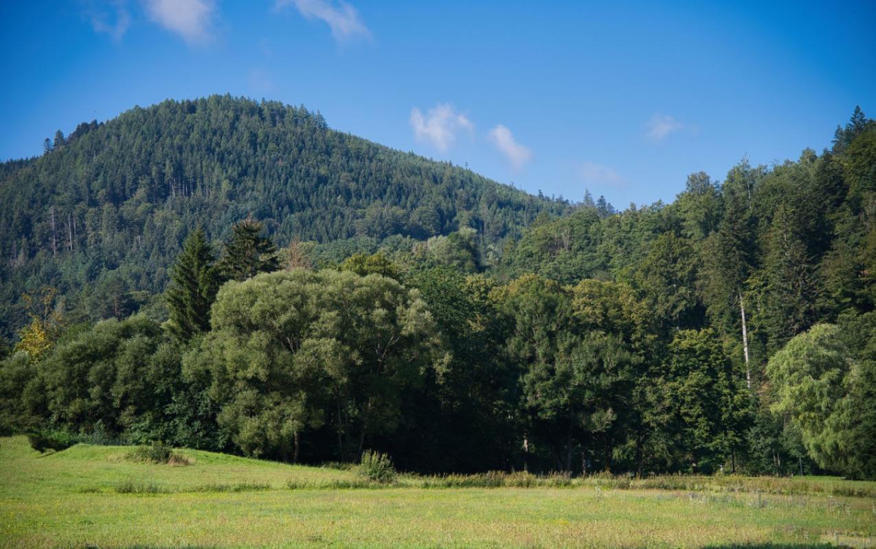Das Isergebirge unter der Lupe: Wirbellose beobachten, ohne die Natur zu berühren