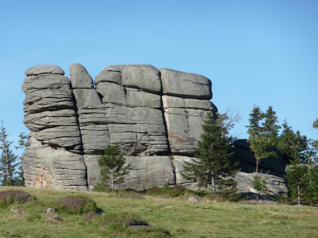 Słonecznik Rock